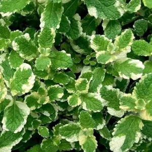 Pineapple Mint Live Plant – Variegated Herb, 4 Inch Tall in 4 Inch Pot, Indoor/Outdoor - Image 6