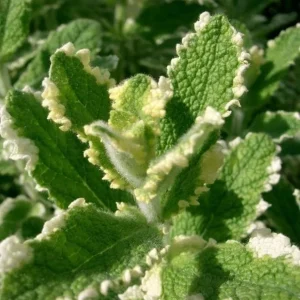 Pineapple Mint Live Plant – Variegated Herb, 4 Inch Tall in 4 Inch Pot, Indoor/Outdoor - Image 7