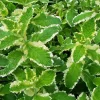 Pineapple Mint Live Plant – Variegated Herb, 4 Inch Tall in 4 Inch Pot, Indoor/Outdoor - Image 1
