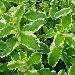 Pineapple Mint Live Plant – Variegated Herb, 4 Inch Tall in 4 Inch Pot, Indoor/Outdoor - Image 1