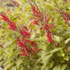 Pineapple Sage Live Plant - Salvia elegans - Fragrant Perennial Herb - 4 Inch Pot - Image 1
