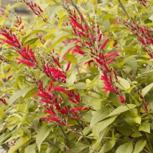 Pineapple Sage Live Plant - Salvia elegans - Fragrant Perennial Herb - 4 Inch Pot - Image 1