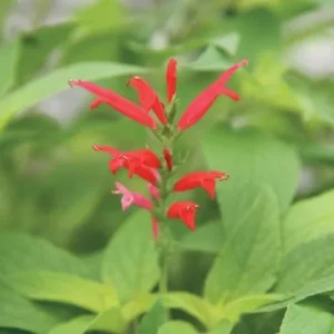 Pineapple Sage Live Plant - Salvia elegans - Fragrant Perennial Herb - 4 Inch Pot - Image 2