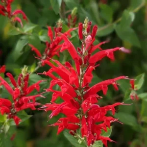 Pineapple Sage Live Plant - Salvia elegans - Fragrant Perennial Herb - 4 Inch Pot - Image 3