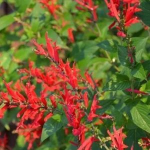 Pineapple Sage Live Plant - Salvia elegans - Fragrant Perennial Herb - 4 Inch Pot - Image 4