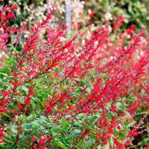 Pineapple Sage Live Plant - Salvia elegans - Fragrant Perennial Herb - 4 Inch Pot - Image 5
