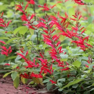 Pineapple Sage Live Plant - Salvia elegans - Fragrant Perennial Herb - 4 Inch Pot - Image 6