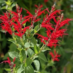 Pineapple Sage Live Plant - Salvia elegans - Fragrant Perennial Herb - 4 Inch Pot - Image 7