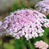 Pink Lace Flower Seeds - Didiscus Sweet-Scented Cut Flower, 50 Seeds - Image 1