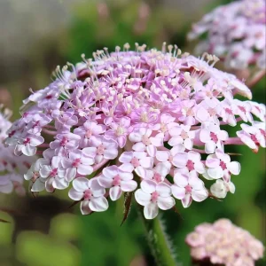 Pink Lace Flower Seeds - Didiscus Sweet-Scented Cut Flower, 50 Seeds - Image 1