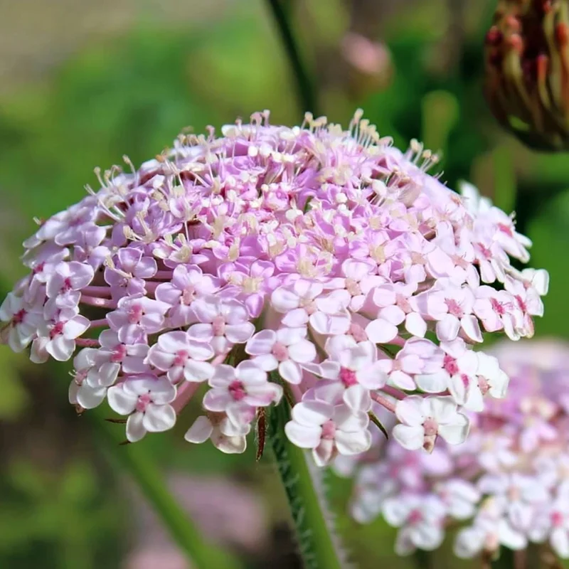 Pink Lace Flower Seeds - Didiscus Sweet-Scented Cut Flower, 50 Seeds - Image 2