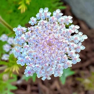 Pink Lace Flower Seeds - Didiscus Sweet-Scented Cut Flower, 50 Seeds - Image 4