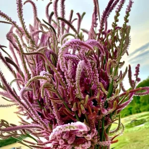 Pink Pokers Statice Seeds - Limonium Suworowii - 50 Seeds - Vibrant Blooms - Image 3