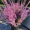 Pink Pokers Statice Seeds - Limonium Suworowii - 50 Seeds - Vibrant Blooms - Image 1