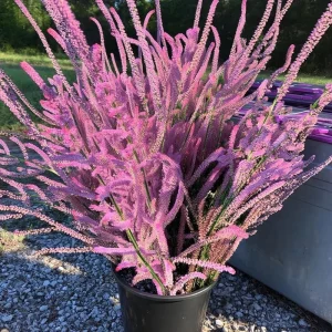 Pink Pokers Statice Seeds - Limonium Suworowii - 50 Seeds - Vibrant Blooms - Image 1
