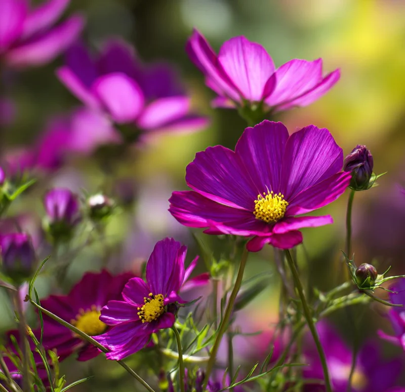 Pink Radiance Cosmos Seeds - 100 Seeds, Soft Glowing Blooms, Cosmos bipinnatus - Image 3