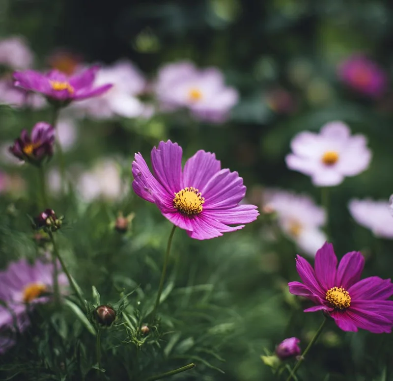 Pink Radiance Cosmos Seeds - 100 Seeds, Soft Glowing Blooms, Cosmos bipinnatus - Image 4
