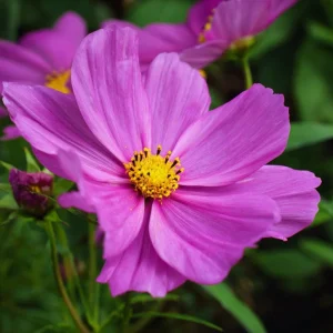 Pink Radiance Cosmos Seeds - 100 Seeds, Soft Glowing Blooms, Cosmos bipinnatus - Image 5