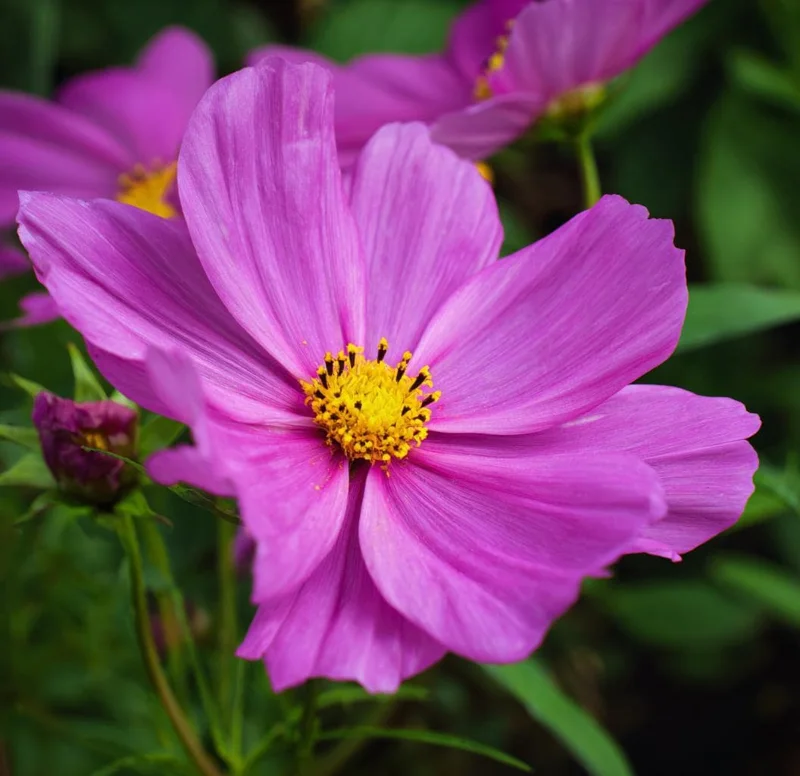 Pink Radiance Cosmos Seeds - 100 Seeds, Soft Glowing Blooms, Cosmos bipinnatus - Image 5