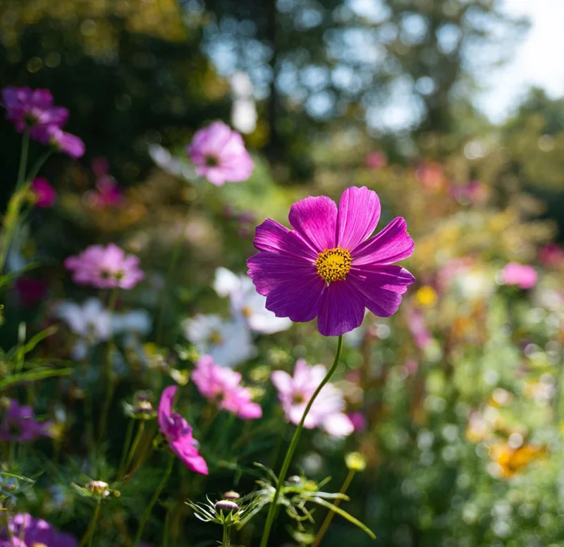 Pink Radiance Cosmos Seeds - 100 Seeds, Soft Glowing Blooms, Cosmos bipinnatus - Image 6