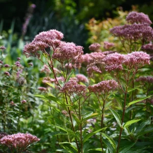 Pink Sweet Joe-Pye Weed Seeds – 200 Seeds – Tall Blooms for Pollinator Gardens - Image 2