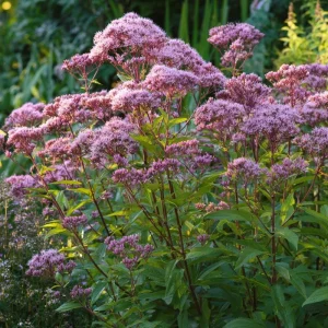 Pink Sweet Joe-Pye Weed Seeds – 200 Seeds – Tall Blooms for Pollinator Gardens - Image 3