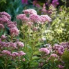 Pink Sweet Joe-Pye Weed Seeds – 200 Seeds – Tall Blooms for Pollinator Gardens - Image 1