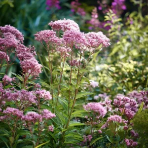 Pink Sweet Joe-Pye Weed Seeds – 200 Seeds – Tall Blooms for Pollinator Gardens - Image 1