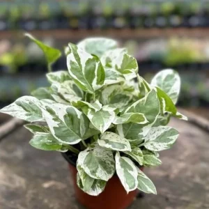 Pothos N'Joy Live Plant – Variegated White & Green Houseplant – 3-5 Inch Tall in 4 Inch Pot - Image 2
