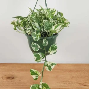 Pothos N'Joy Live Plant – Variegated White & Green Houseplant – 3-5 Inch Tall in 4 Inch Pot - Image 3