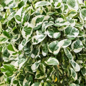Pothos N'Joy Live Plant – Variegated White & Green Houseplant – 3-5 Inch Tall in 4 Inch Pot - Image 4
