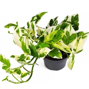 Pothos N'Joy Live Plant – Variegated White & Green Houseplant – 3-5 Inch Tall in 4 Inch Pot - Image 5