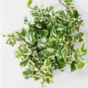 Pothos N'Joy Live Plant – Variegated White & Green Houseplant – 3-5 Inch Tall in 4 Inch Pot - Image 6