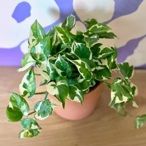 Pothos N'Joy Live Plant – Variegated White & Green Houseplant – 3-5 Inch Tall in 4 Inch Pot - Image 7