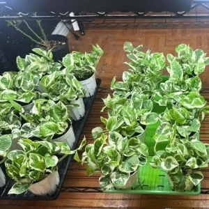 Pothos N'Joy Live Plant – Variegated White & Green Houseplant – 3-5 Inch Tall in 4 Inch Pot - Image 8