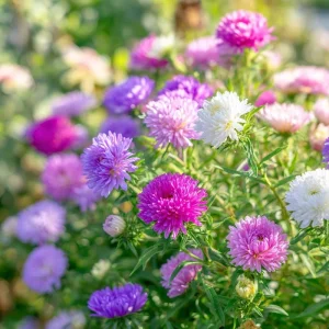 Powder Puff China Aster Seeds - 200 Seed Mix - Heirloom Callistephus chinensis for Gardens & Cut Flowers - Image 2