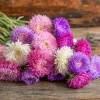 Powder Puff China Aster Seeds - 200 Seed Mix - Heirloom Callistephus chinensis for Gardens & Cut Flowers - Image 1