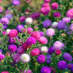 Powder Puff China Aster Seeds - 200 Seed Mix - Heirloom Callistephus chinensis for Gardens & Cut Flowers - Image 5