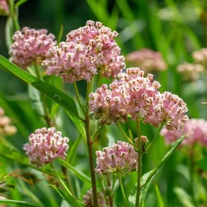 Prairie Milkweed Seeds – Native Perennial – 20 Seeds – Monarch Butterfly Host Plant - Image 2