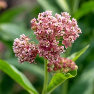 Prairie Milkweed Seeds – Native Perennial – 20 Seeds – Monarch Butterfly Host Plant - Image 4