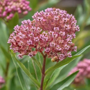 Prairie Milkweed Seeds – Native Perennial – 20 Seeds – Monarch Butterfly Host Plant - Image 5