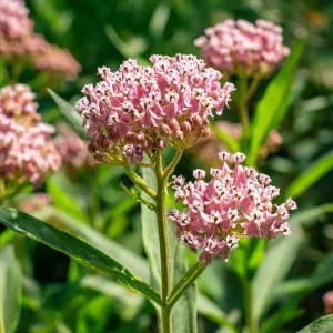 Prairie Milkweed Seeds – Native Perennial – 20 Seeds – Monarch Butterfly Host Plant - Image 6