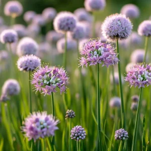 Prairie Onion Seeds - Allium stellatum Flower Seeds - 100 Seeds Lavender-Purple Blooms Outdoor - Image 2