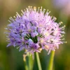 Prairie Onion Seeds - Allium stellatum Flower Seeds - 100 Seeds Lavender-Purple Blooms Outdoor - Image 1