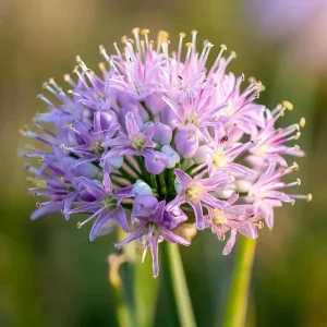 Prairie Onion Seeds - Allium stellatum Flower Seeds - 100 Seeds Lavender-Purple Blooms Outdoor - Image 1