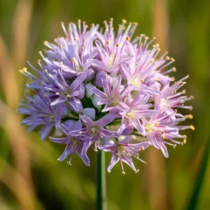 Prairie Onion Seeds - Allium stellatum Flower Seeds - 100 Seeds Lavender-Purple Blooms Outdoor - Image 3
