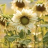 Pro Cut White Lite Sunflower Seeds – 20 Pollen-Free Pale Lemon Blooms - Image 1