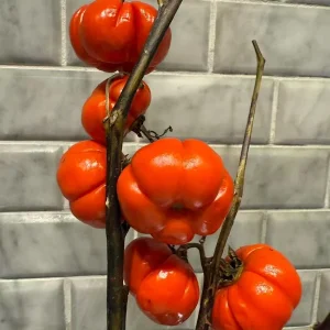 Pumpkin On A Stick Seeds – Ornamental Eggplant Seeds – Solanum integrifolium – 15 Seeds – Heirloom - Image 3