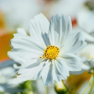 Purity Cosmos Seeds - 50 Count, Elegant White Blooms, Cut Flower Annual - Image 1