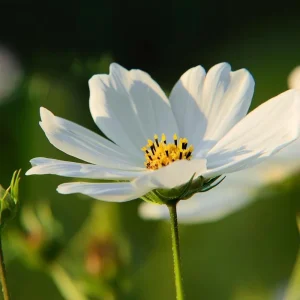 Purity Cosmos Seeds - 50 Count, Elegant White Blooms, Cut Flower Annual - Image 4